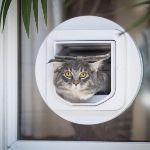 cat passing through cat flap Funny cat with cat flap